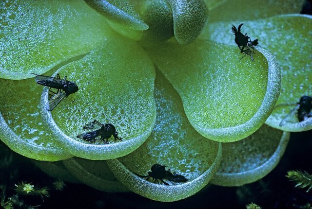 گیاهان گوشتخوار