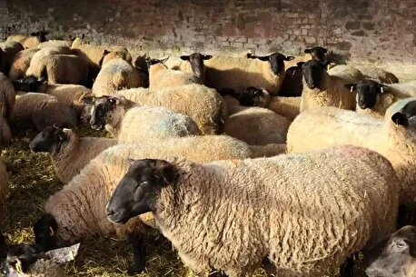 قیمت روز دام زنده در تاریخ ۱۰ بهمن ۱۴۰۴ منتشر گردید/ کاهش قیمت گوسفند + جدول مربوطه قیمت روز دام زنده در تاریخ ۱۰ بهمن ۱۴۰۴ منتشر گردید/ کاهش قیمت گوسفند + جدول مربوطه