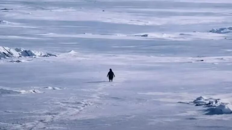 راه رفتن تا مرگ؟ پنگوئنی که به کابوس فلسفی مردم بدل شد/ فروپاشی اینترنت با ۲۰ ثانیه از یک مستند + عکس