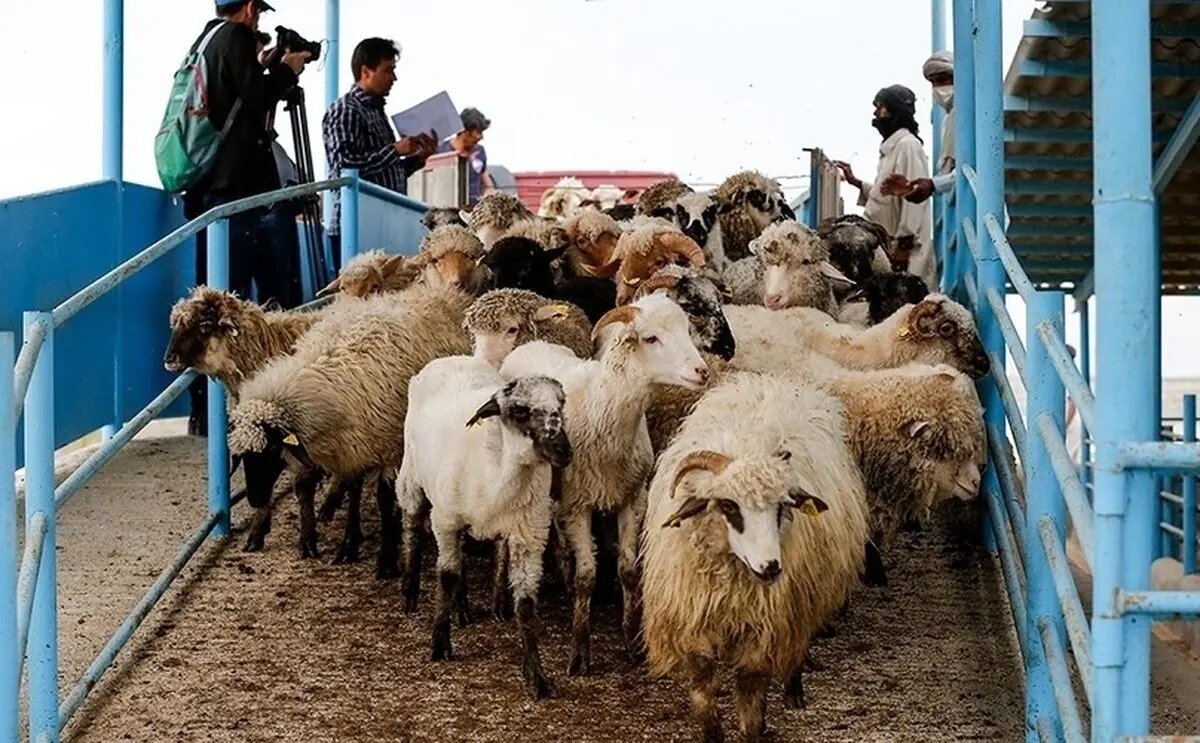 تازهترین تغییرات قیمت دام زنده در تاریخ ۹ بهمن ۱۴۰۴: نگاهی به وضعیت قیمت گوسفند و گوساله + جدول مشخصات تازهترین تغییرات قیمت دام زنده در تاریخ ۹ بهمن ۱۴۰۴: نگاهی به وضعیت قیمت گوسفند و گوساله + جدول مشخصات