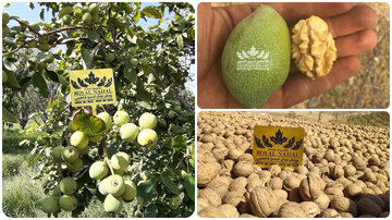 درآمد میلیاردی سریع; کم ترین ریسک و هزینه با کاشت نهال گردو رویال درآمد میلیاردی سریع; کم ترین ریسک و هزینه با کاشت نهال گردو رویال