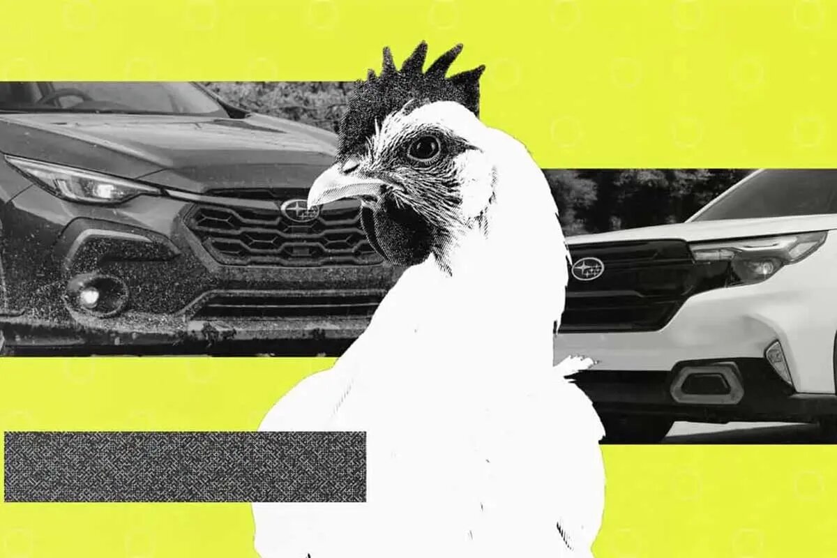 به کارگیری خودروهای سوبارو برای انتقال مرغها و خروسها به کارگیری خودروهای سوبارو برای انتقال مرغها و خروسها