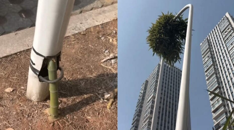 بامبوی شگفت‌انگیز شینچانگ: چگونه گیاه درون میله چراغ برق قد کشید؟/ عکس