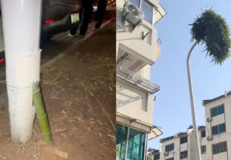 بامبوی حیرتانگیز در شینچانگ: روند رشد گیاه درون میله چراغ برق چگونه اتفاق افتاد؟/ عکس بامبوی حیرتانگیز در شینچانگ: روند رشد گیاه درون میله چراغ برق چگونه اتفاق افتاد؟/ عکس