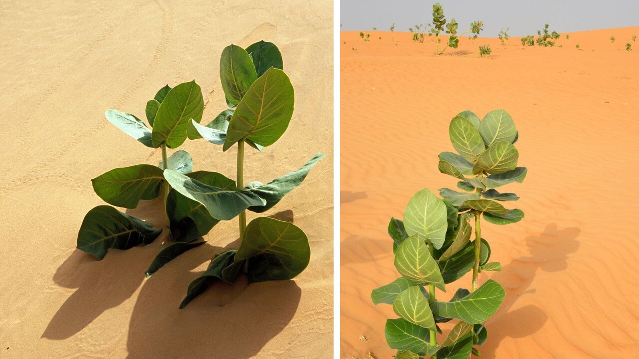 استخراج لاستیک از نواحی شور چین استخراج لاستیک از نواحی شور چین