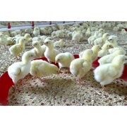 مازندران به پایگاه تولید جوجه یک‌روزه خاورمیانه تبدیل می‌شود