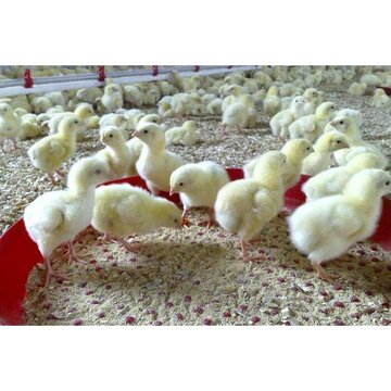 مازندران به پایگاه تولید جوجه یک‌روزه خاورمیانه تبدیل می‌شود