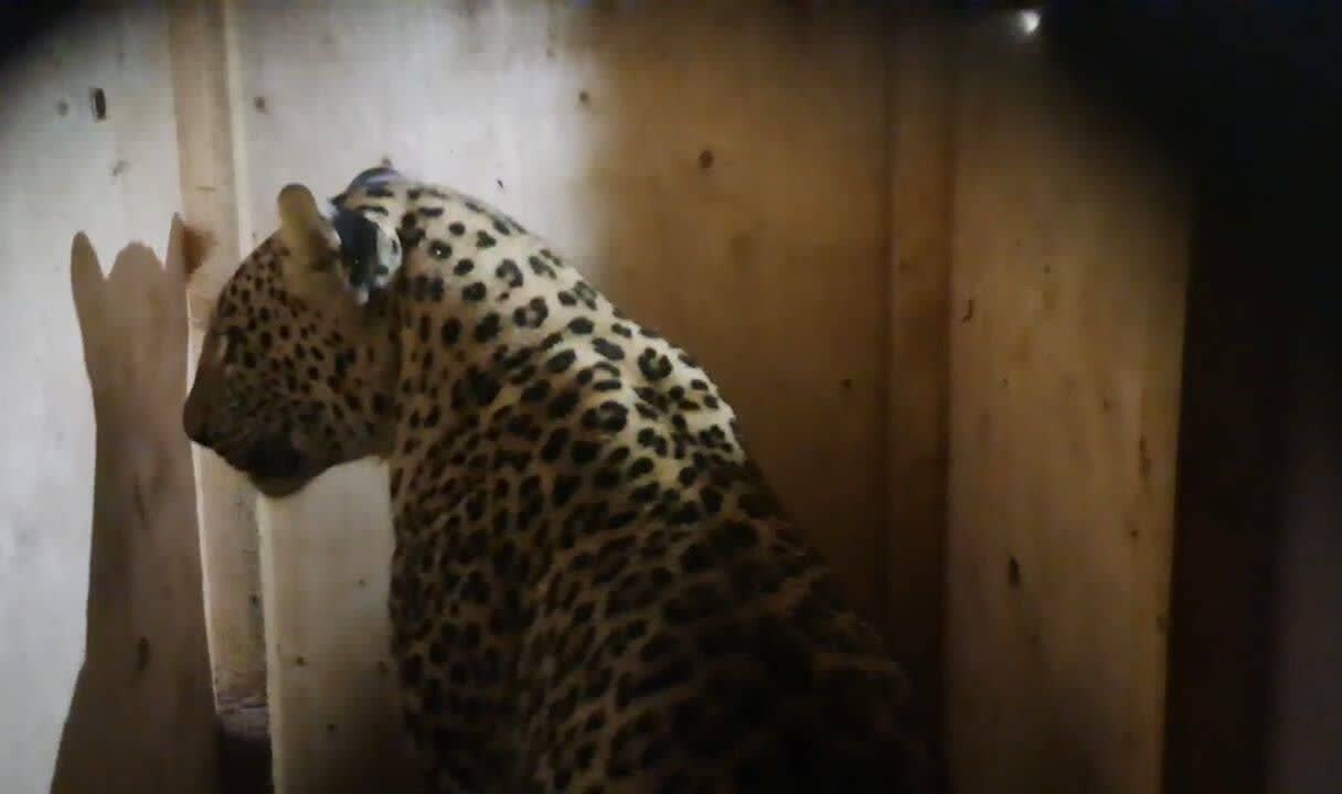 محیط‌ زیست گیلان خبر داد:انتقال پلنگ ایرانی زنده‌گیری‌شده در ماسال به کلینیک تخصصی حیات‌وحش تهران