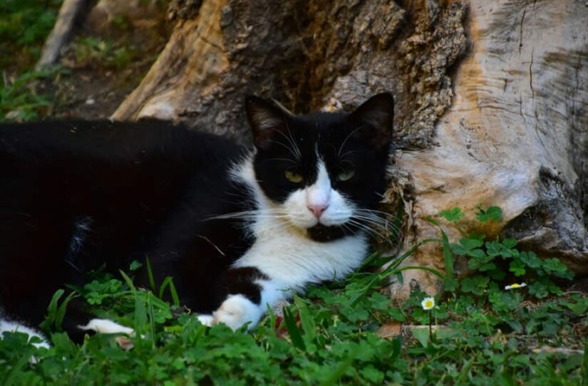 گربهای اسرارآمیز پس از پنج ماه غیبت به منزل خود بازگشت گربهای اسرارآمیز پس از پنج ماه غیبت به منزل خود بازگشت