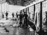 بوی تعفن کشتارگاه تهران، مردم را عاصی کرد؛ بهمن ۱۳۴۴ + جزئیات