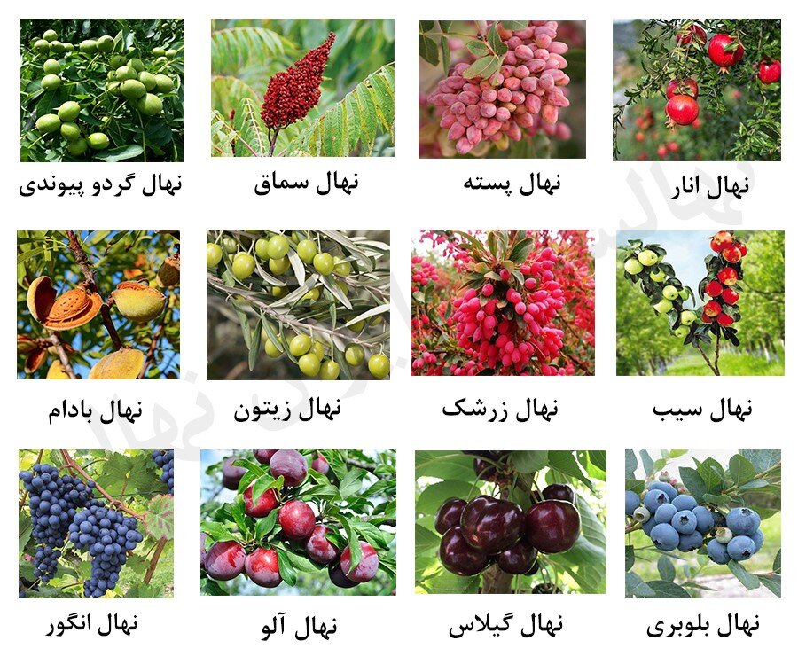 خرید نهال پربازده