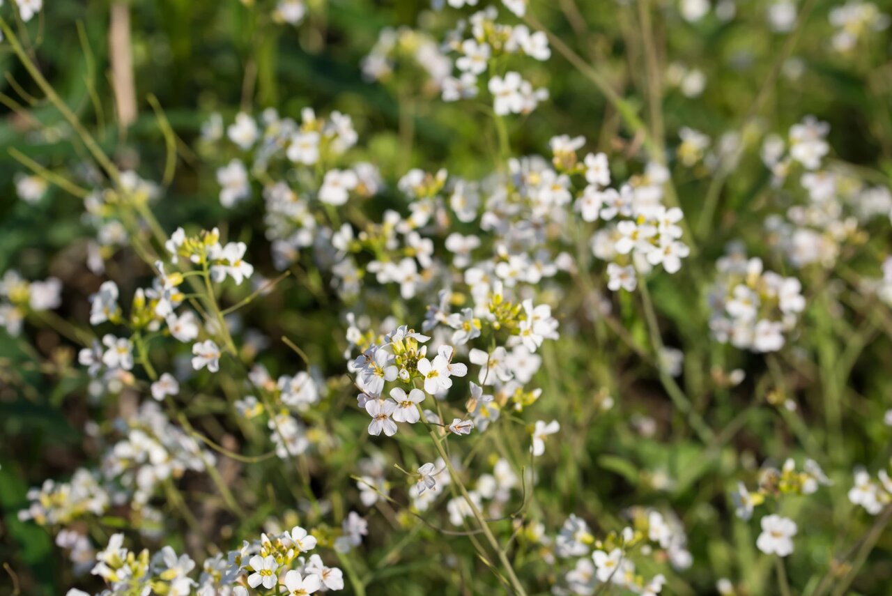 گل‌های خود را تنها نگذارید/ گیاهانی که یکدیگر را لمس می‌کنند، کمتر استرس می‌گیرند!