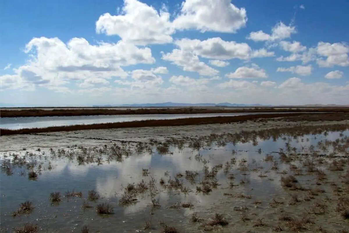 کدام تالابها از بارشهای اخیر بهرهمند شدند؟ کدام تالابها از بارشهای اخیر بهرهمند شدند؟