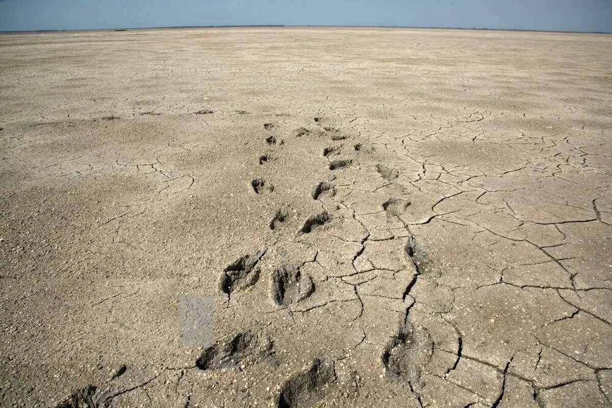 خلیج گرگان در معرض خطر تبخیر و خشکسالی قرار دارد. خلیج گرگان در معرض خطر تبخیر و خشکسالی قرار دارد.