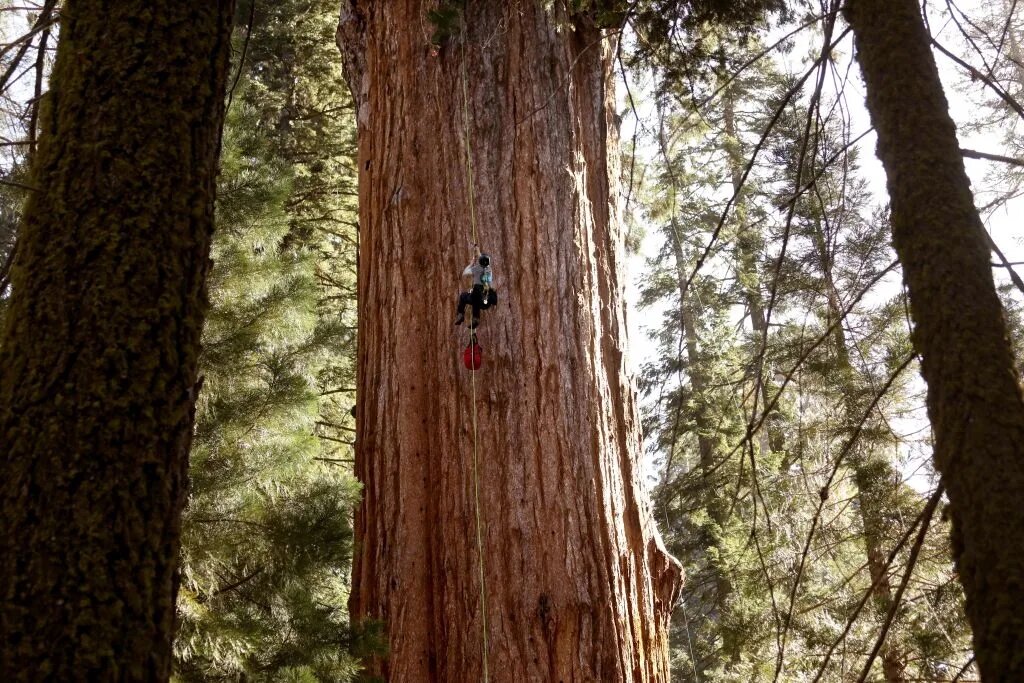 بزرگترین موجود زنده که پس از ۲۰۰۰ سال همچنان در حال حیات است بزرگترین موجود زنده که پس از ۲۰۰۰ سال همچنان در حال حیات است