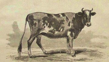 گاو تریاکی در سبزوار خبرساز شد؛ بهمن ۴۴ + جزئیات