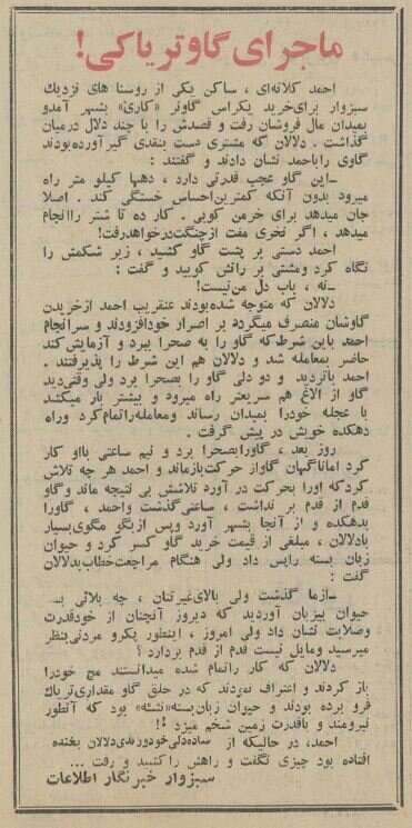 گاو تریاکی در سبزوار خبرساز شد؛ بهمن ۴۴ + جزئیات