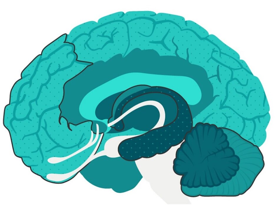 بهترین روشهای جوان نگهداشتن مغز