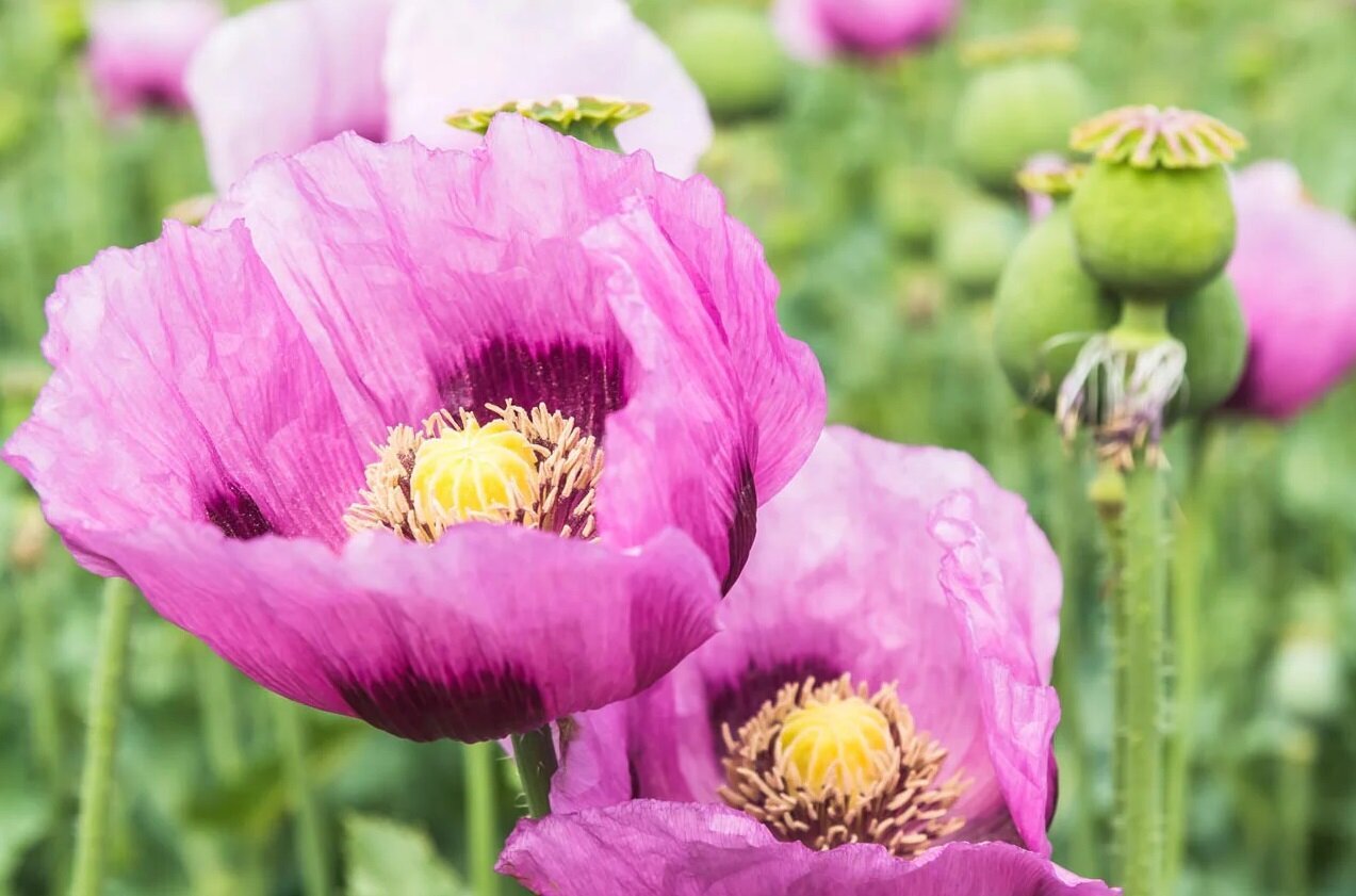 کشت شقایق الیفرا؛ جایگزینی برای تریاک یا تنها تکمیل درمان؟/ صفاتیان: بیماران تحت درمان با شربت تریاک میلی به مصرف قرص بوپرنورفین ندارند