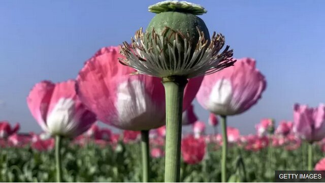 کشت شقایق الیفرا؛ گزینهای جایگزین برای تریاک یا مکملی برای درمان؟/ صفاتیان: بیماران را وادار به استفاده از قرص بوپرنورفین نمیکند. کشت شقایق الیفرا؛ گزینهای جایگزین برای تریاک یا مکملی برای درمان؟/ صفاتیان: بیماران را وادار به استفاده از قرص بوپرنورفین نمیکند.