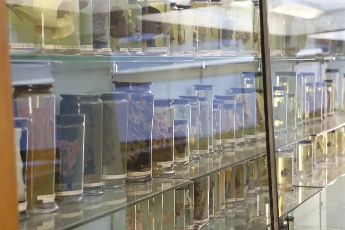 کشف ویروسی کهنهتر از ۳۰۰ سال در ریههای یک زن به عنوان قدیمیترین ویروس سرماخوردگی در جهان کشف ویروسی کهنهتر از ۳۰۰ سال در ریههای یک زن به عنوان قدیمیترین ویروس سرماخوردگی در جهان