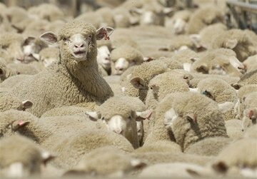 درخواست قطر از ایران؛ گوسفند ایرانی می‌خواهیم!