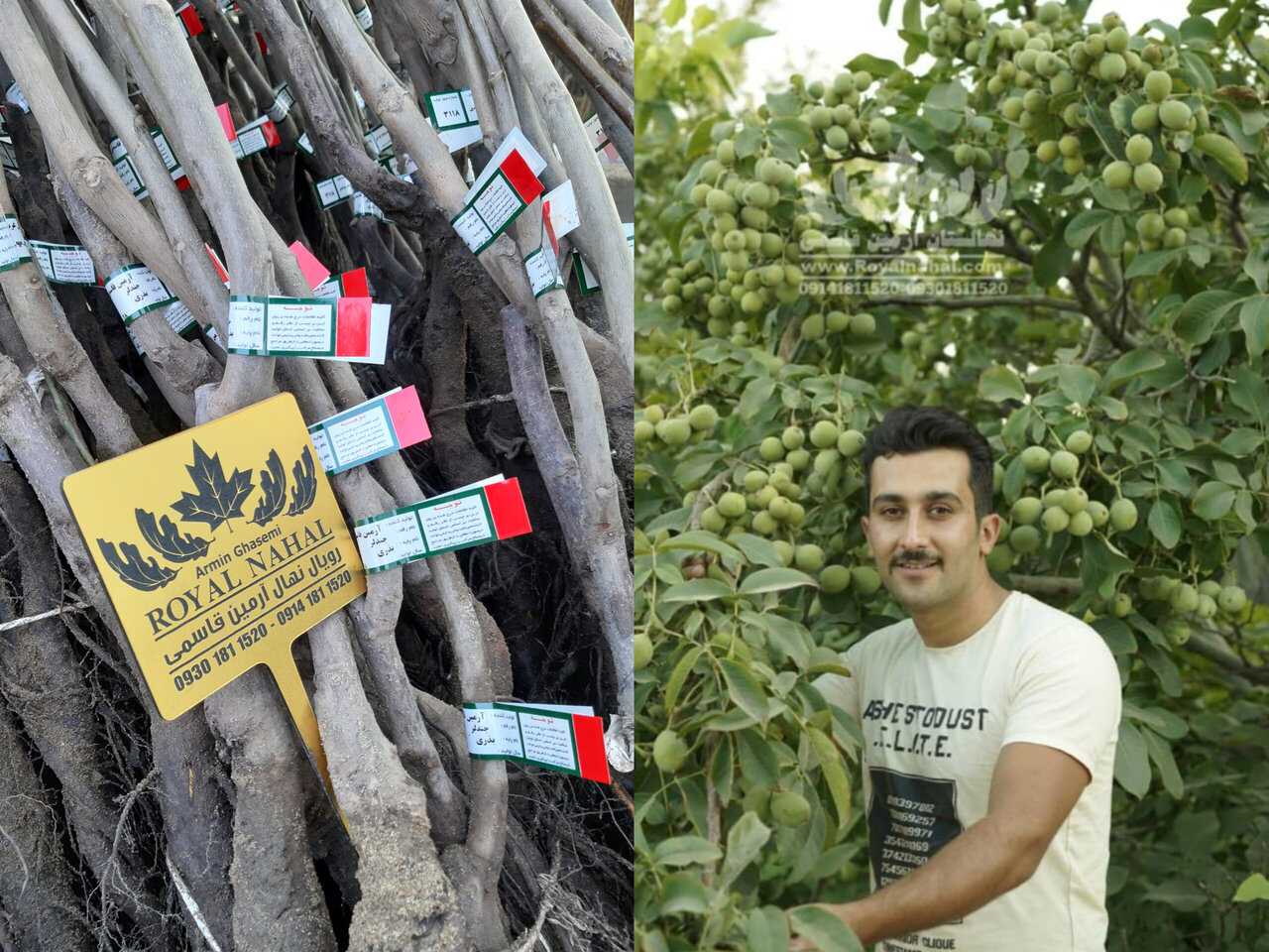  نهال گردویی که با ۸ تن باردهی در هکتار رکورد باردهی را شکست!