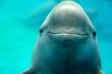 لاشه‌ای در بندر رستمی، هشداری برای خلیج فارس