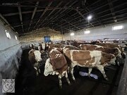 ببینید | حمله گاوها به فروشنده لوازم خانگی