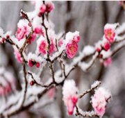 گرمای کم‌سابقه هوا، در یکی از سردترین استان‌های کشور!