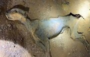 کشف مومیایی طبیعی یوزپلنگ در عربستان / عکس