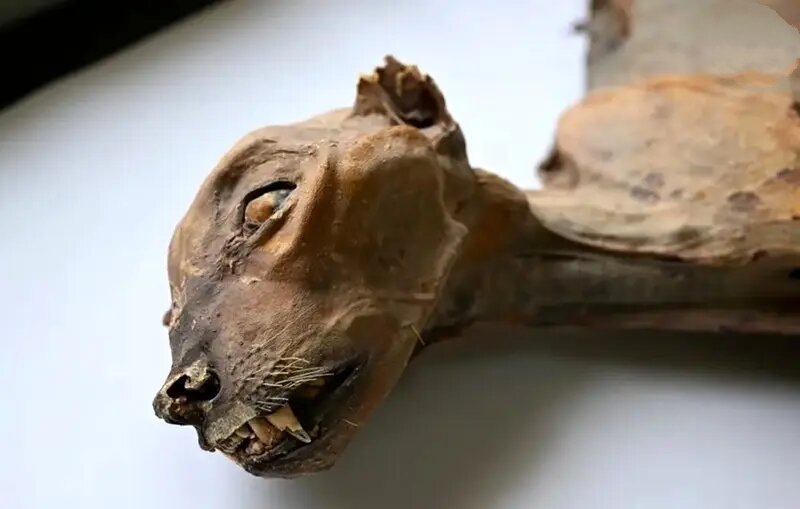 مومیایی یوزپلنگ