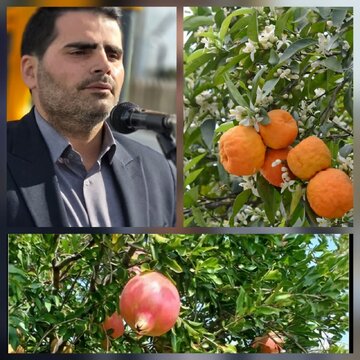 شهردار بندرکیاشهر خبر داد:۲۰۰۰ اصله نهال نارنج وانار در ساحل بندرکیاشهر کاشته می‌شود