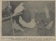 مقررات کفتر پرانی تصویب شد؛ بهمن ۵۴