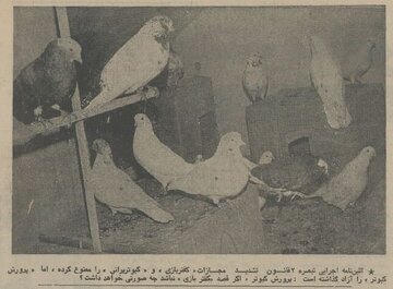 مقررات کفتر پرانی تصویب شد؛ بهمن ۵۴