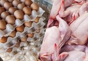 سقوط آزاد مصرف مرغ و تخم‌مرغ در کشور/ طلاکش: دلار که آزاد شد، مردم دیگر مرغ نمی‌خرند