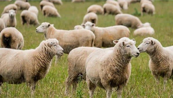 اجرای طرح تولید ملی در دامداری‌های فارس با تخصیص هزار و۷۰۰ میلیارد ریال تسهیلات