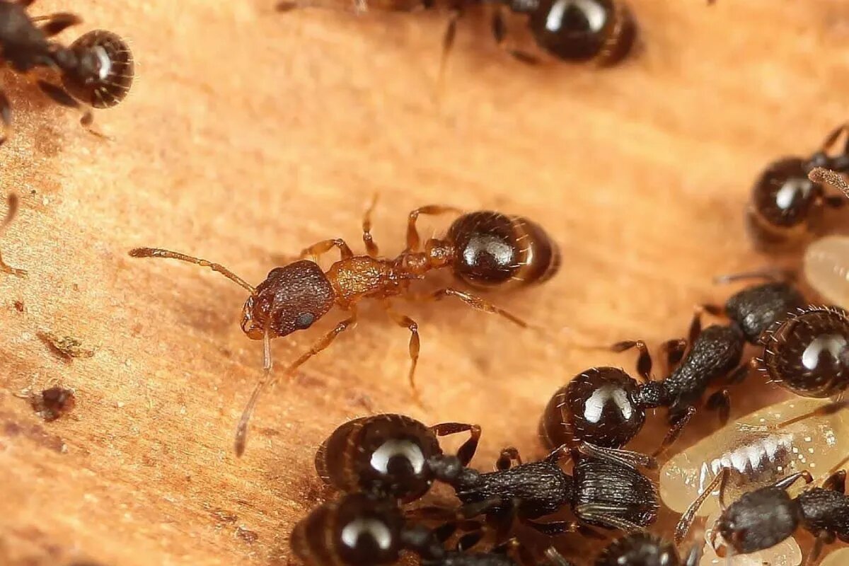 کشف گونه‌ای مورچه که نر و کارگر ندارد / همه ملکه هستند