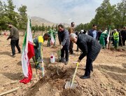 شیراز در مسیر تکمیل کمربند سبز با کاشت ۷۰۰ هزار نهال و هفت میلیون بذر 