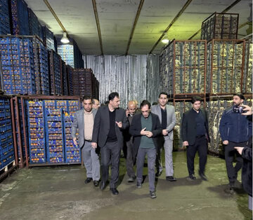بازدید سرزده بازرس کل استان کردستان از سردخانه و مراکز توزیع میوه شب عید و خرمای رمضان در سنندج