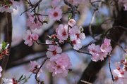 بشنوید| توصیه‌های قرآن برای خلق خانه‌ای پرنشاط و سرزنده