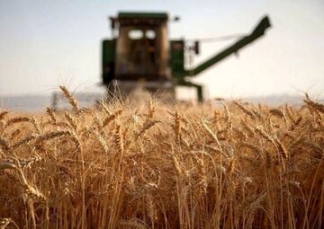 آغاز برداشت گندم از سطح ۴۴۸ هزار هکتار از مزارع فارس