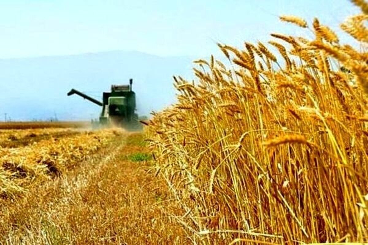 پیشبینی میشود که ۲۰۰ هزار تن گندم از کشاورزان استان خراسان شمالی خریداری شود. پیشبینی میشود که ۲۰۰ هزار تن گندم از کشاورزان استان خراسان شمالی خریداری شود.