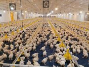 شهرستان بستک قطب تولید گوشت مرغ در هرمزگان