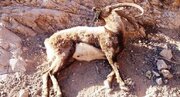 مرگ دلخراش مادر کوهستان قزوین در شرایطی که آبستن بود / هشدار عکس دلخراش