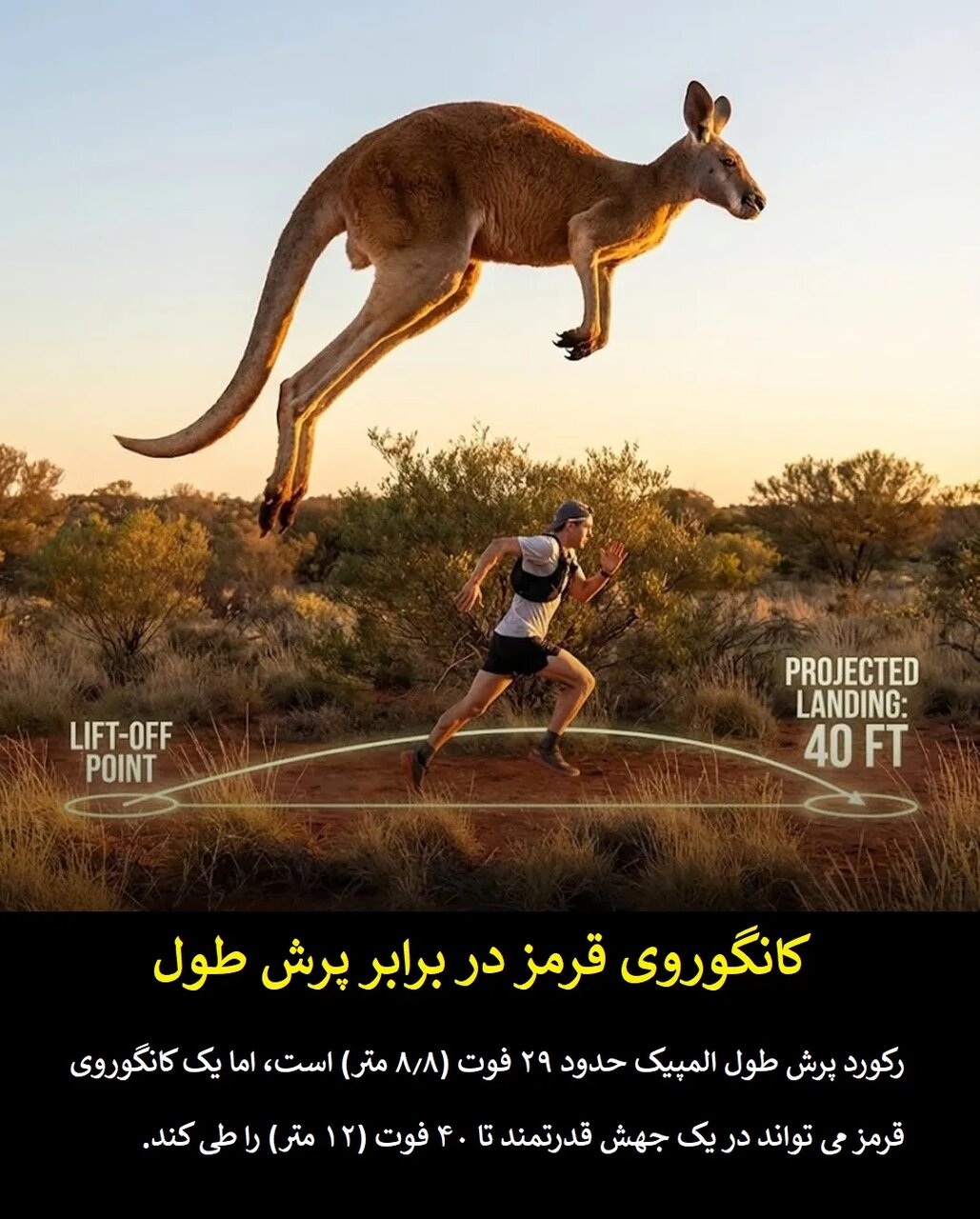 چرا قهرمانان المپیک در برابر حیوانات معمولی شانسی ندارند؟