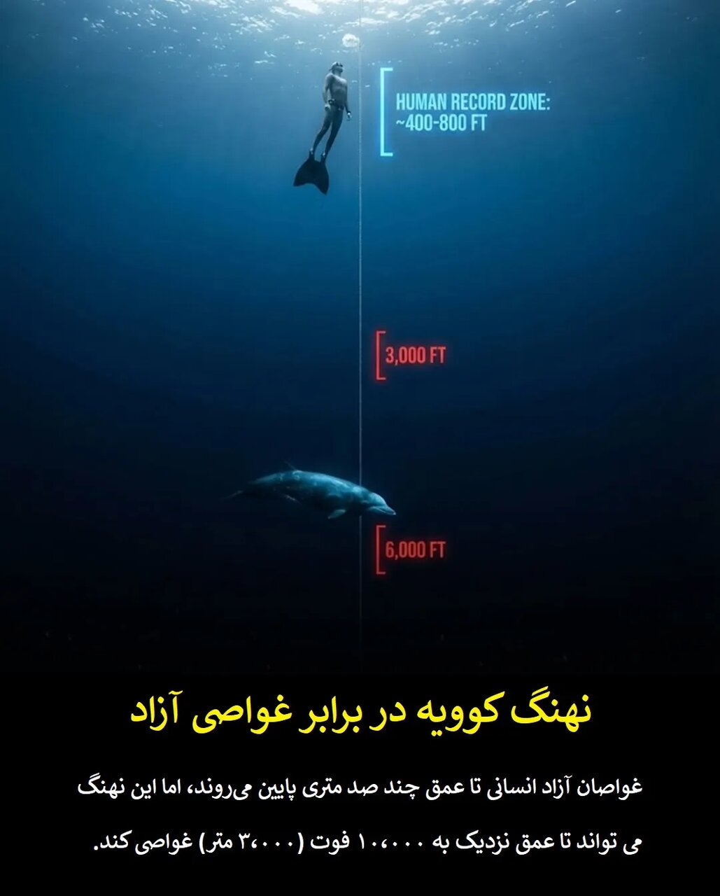 چرا قهرمانان المپیک در برابر حیوانات معمولی شانسی ندارند؟
