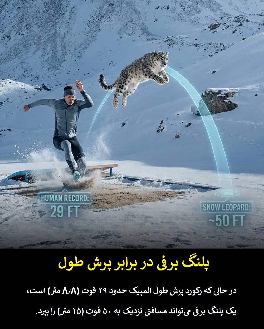 چرا قهرمانان المپیک در برابر حیوانات معمولی شانسی ندارند؟
