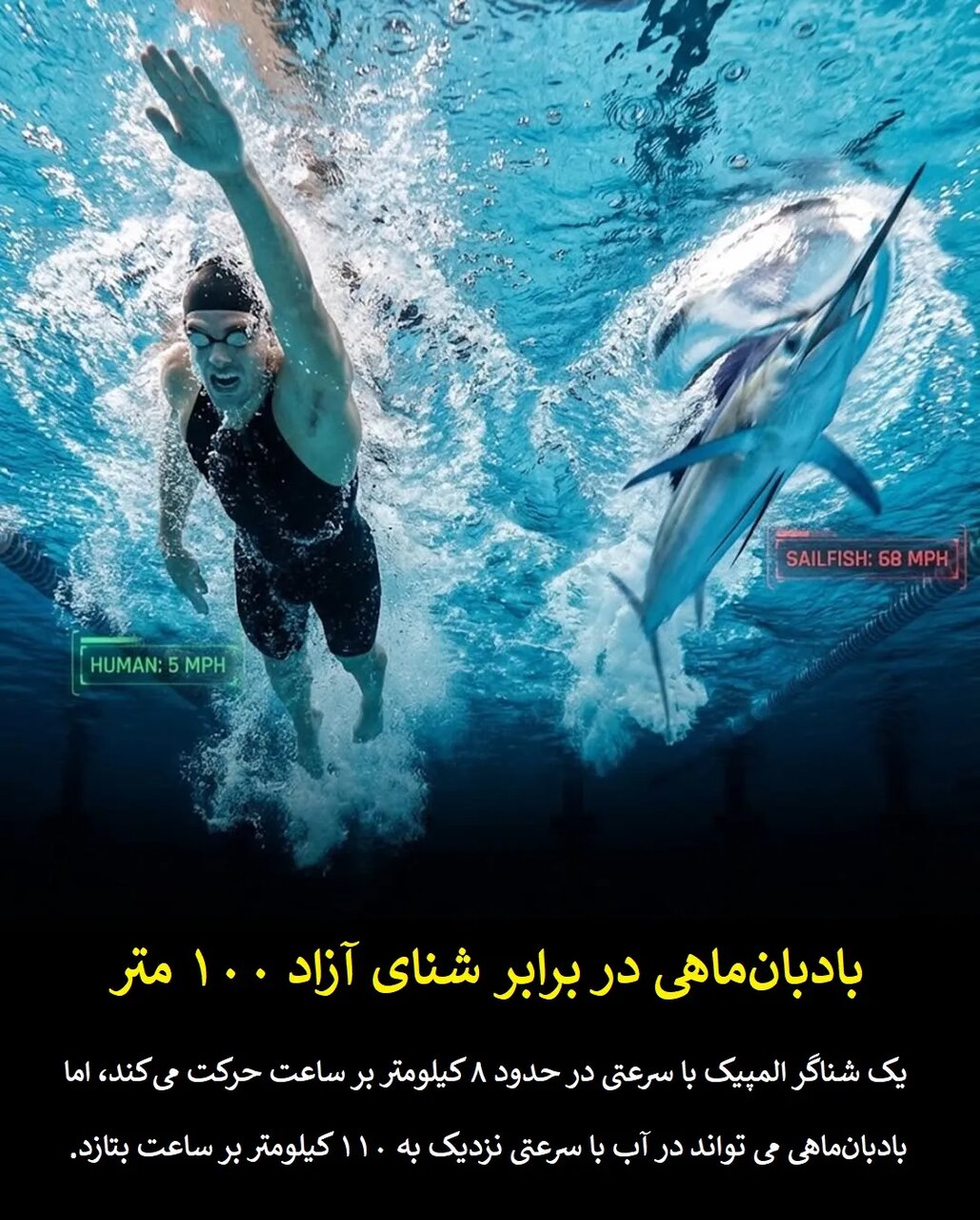 چرا قهرمانان المپیک در برابر حیوانات معمولی شانسی ندارند؟