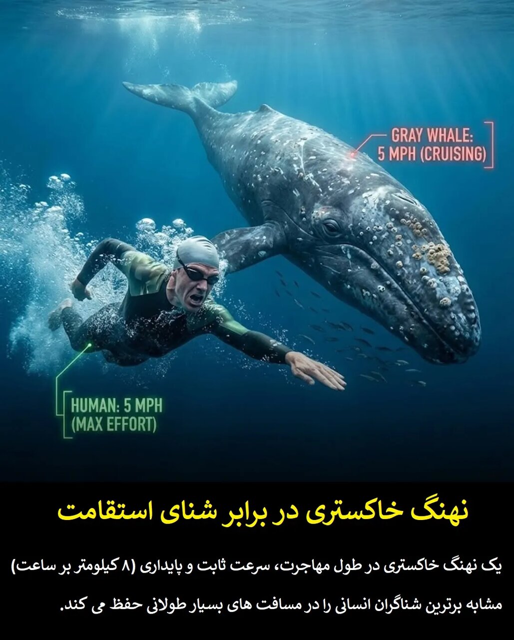 چرا قهرمانان المپیک در برابر حیوانات معمولی شانسی ندارند؟